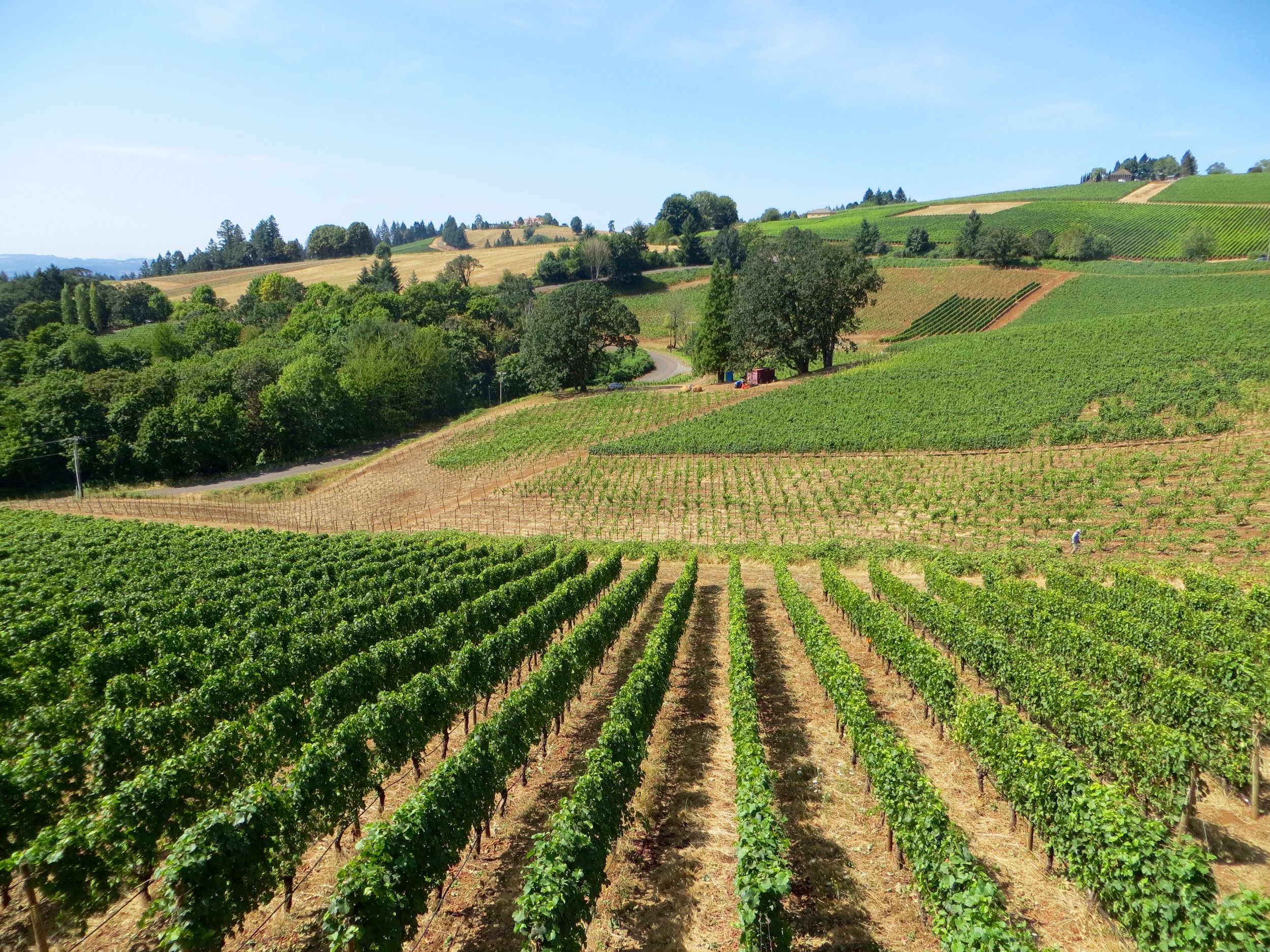 Burgundy in Our Backyard: A Weekend in the Willamette Valley