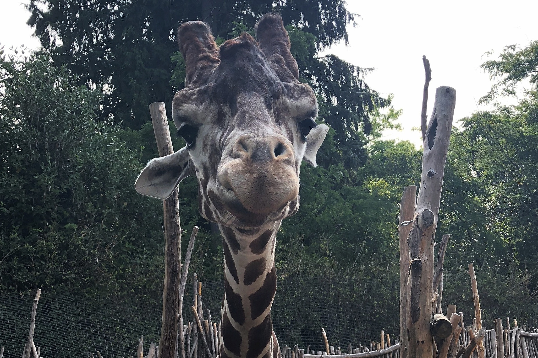 Top 5 Reasons to Visit Woodland Park Zoo