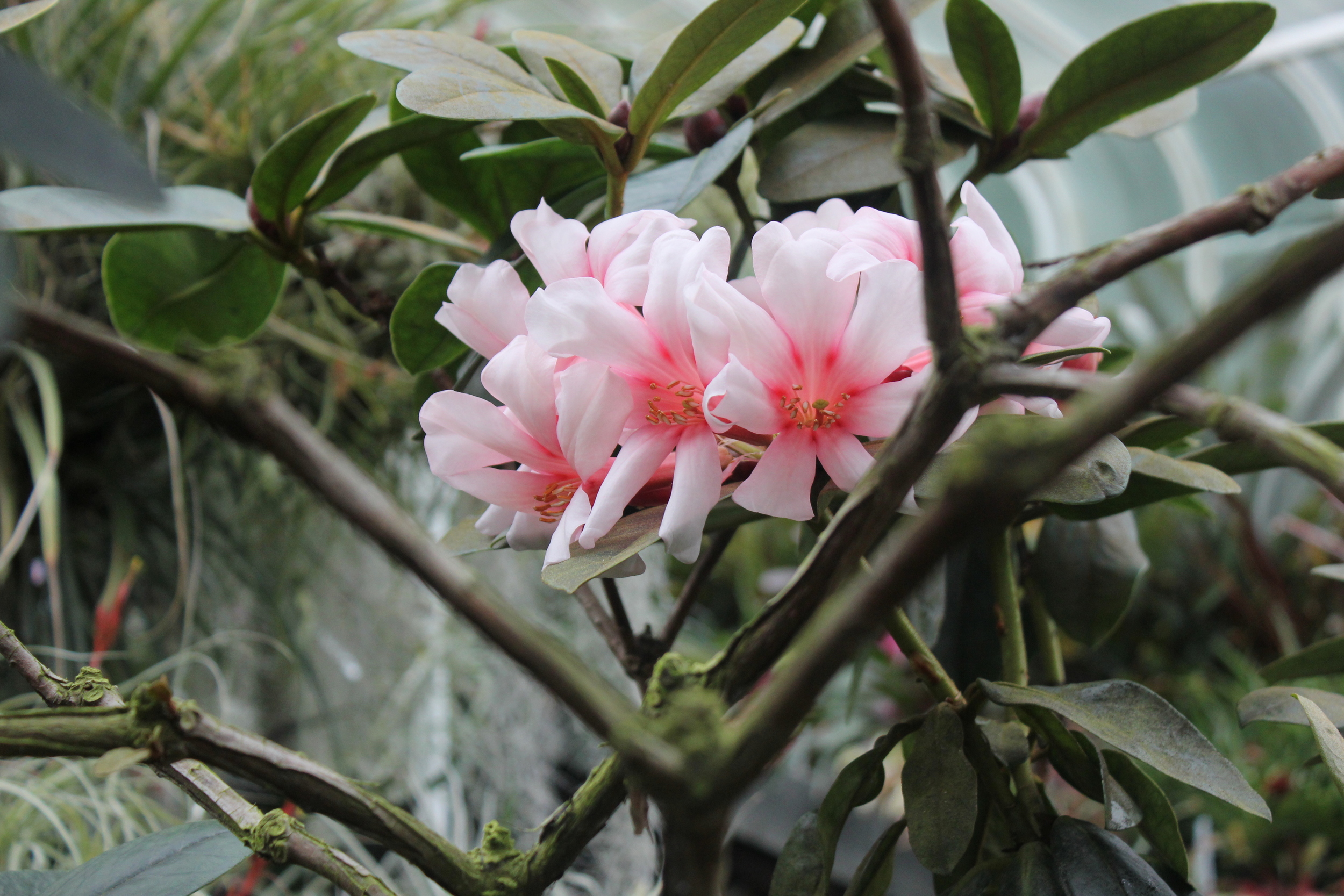 Tropical plants in the Conservatory