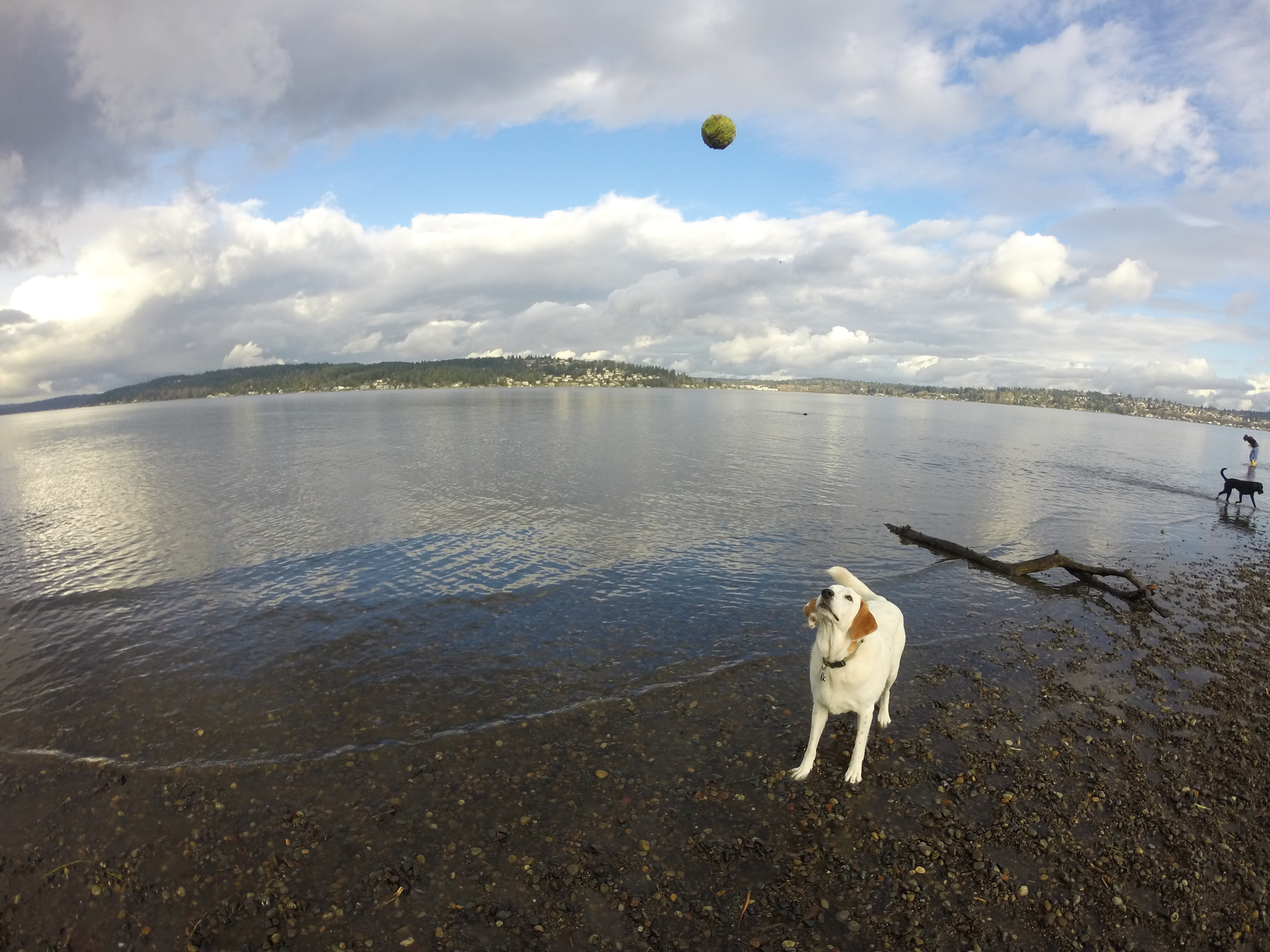 3 Best Dog Parks in Seattle 